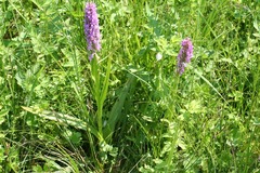 Killikus&reg; Fotographie